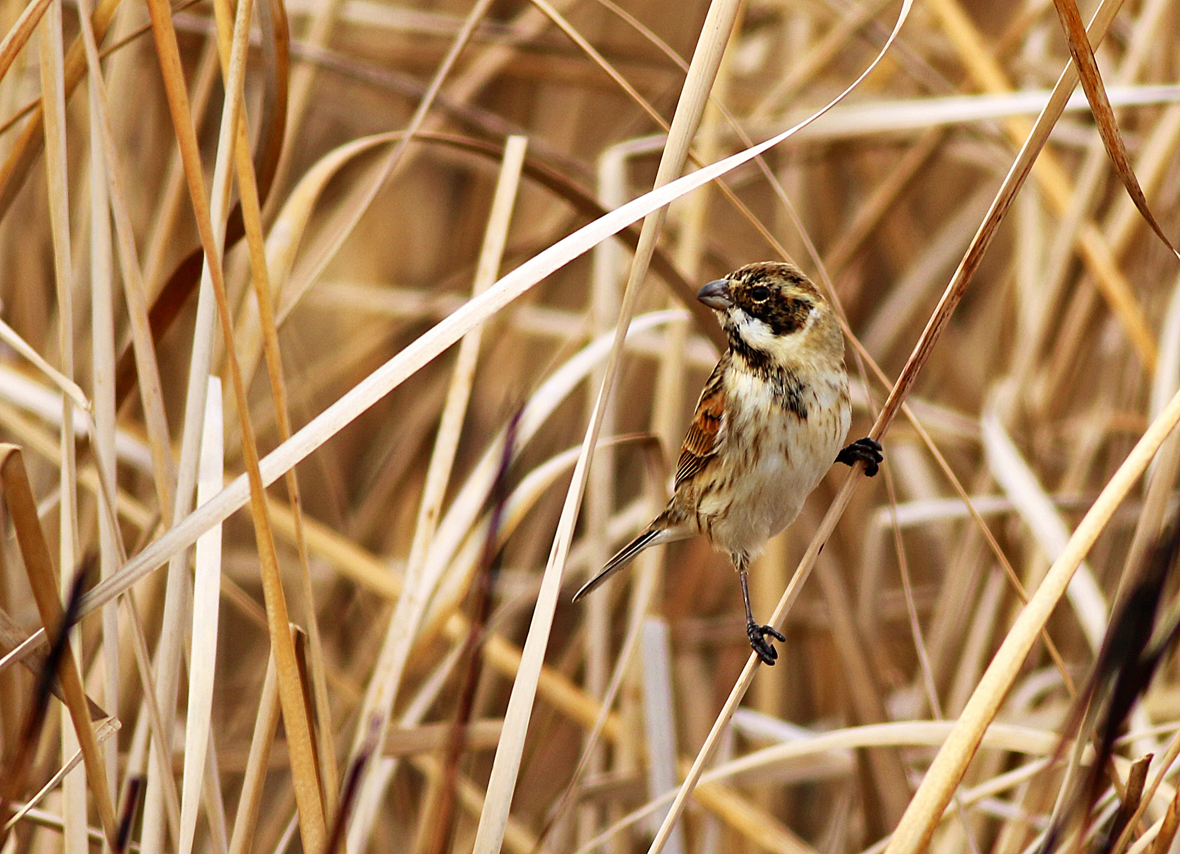Reed Bunting